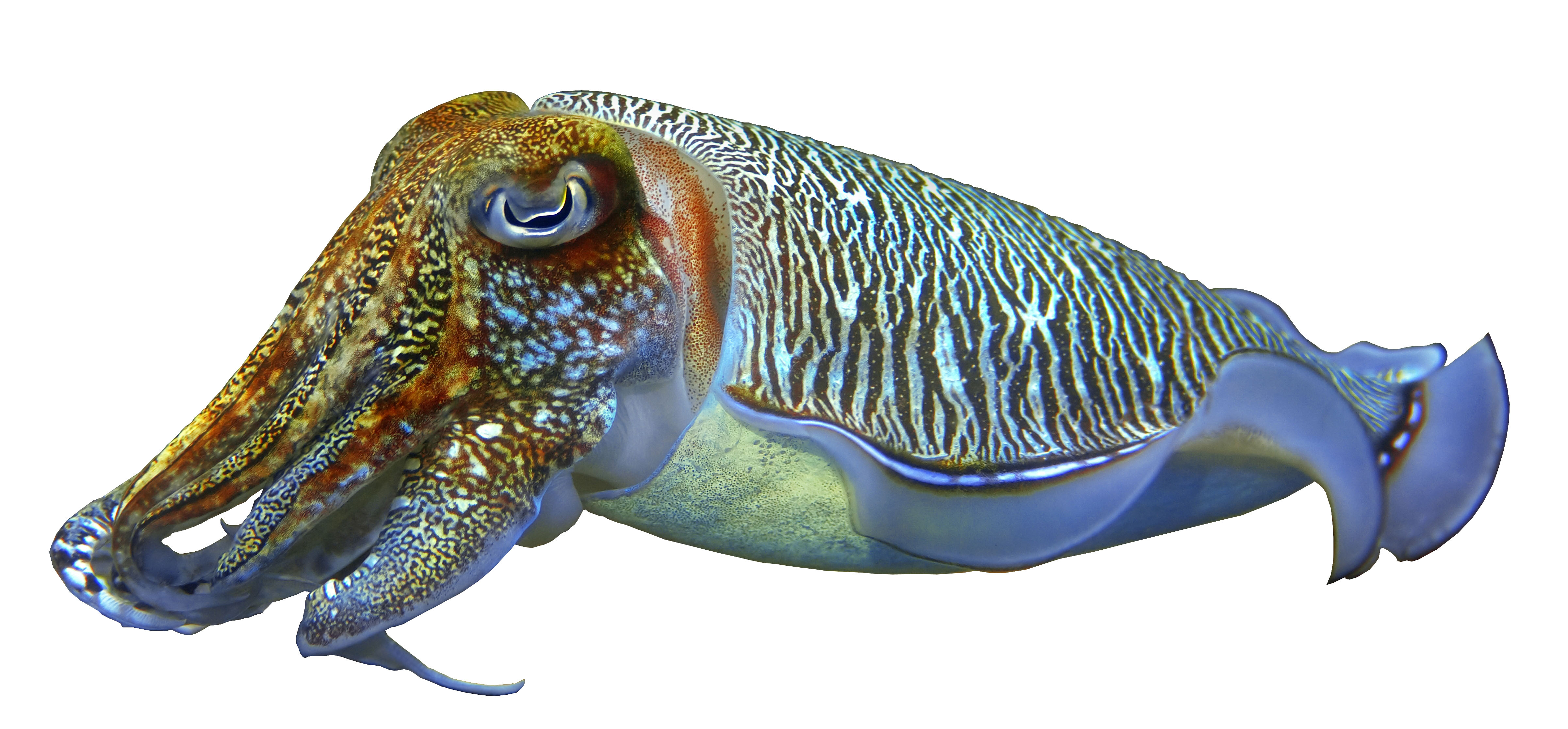 The Strangest Fish in the World Cuttlefish Hashem